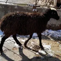 فروش گوسفند ماده