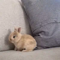 خرگوش مینیاتوری جرسی|موش و خرگوش|تهران, جیحون|دیوار