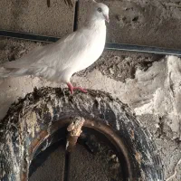 کبوتر امیدیه