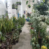 انواع گل های اپارتمانی باغچه ای و...|گل و گیاه طبیعی|بروجرد, |دیوار