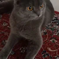 گربه ی نر اسکاتیش اصیل|گربه|میانه, |دیوار