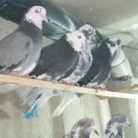 فروش کبوتر دسته یک