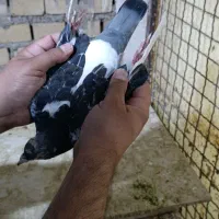 کبوترجان اردن نردرجه یک|پرنده|اهواز, کوی مندلی(سه راه خرمشهر)|دیوار