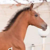 فروش انواع کره الاغ و کره اسب