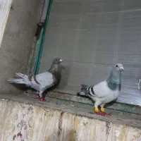 کفترسبزکرمونی واقون