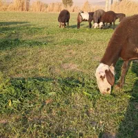 بزغاله|حیوانات مزرعه|بروجرد, |دیوار