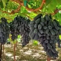 نهال گلدانی انگور مندراپ در شیراز