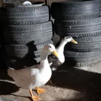 غازواردک چاق|حیوانات مزرعه|نگین شهر, |دیوار