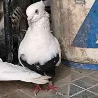 کبوتر