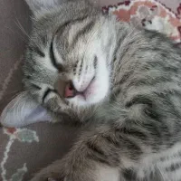 گربه نر ۳ماهه