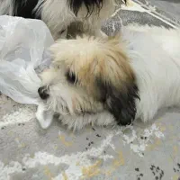 سگ نژاد تریر