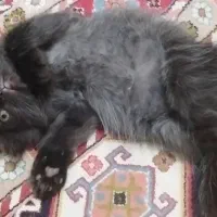 گربه بیریتیش سفیدو اسکاتیش پرشین مشکی|گربه|تهران, انبار نفت|دیوار