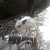 بچه خرگوش لوپ اصل 25روزه در رشت