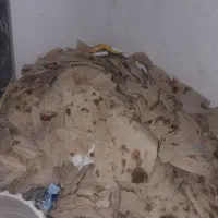 کفتر