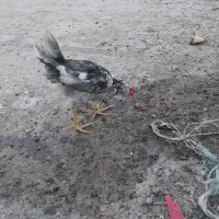 مرغ و خروس گلین