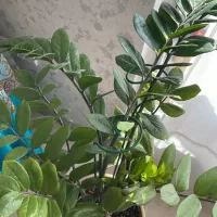 گل زاموفیلیا با گلدون|گل و گیاه طبیعی|دماوند, گیلاوند|دیوار