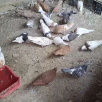 شادگان|پرنده|شادگان, |دیوار