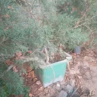هرس کاری ورسیدگی به درختان|خدمات باغبانی و درختکاری|هشتگرد, |دیوار