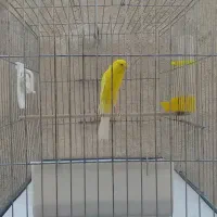 قناری بلندنر