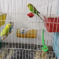 2جفت مرغ عشق معاوضه با کفتر یا نقدی