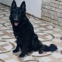 سگ گمشده