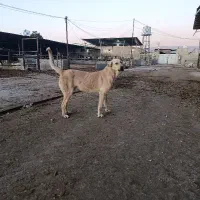 سگ پژدر سرابی عراقی آلابای