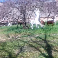 فروش نری بلند و  کشیده