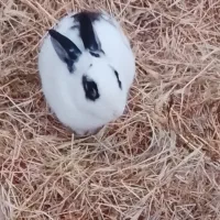 خرگوش چشم قرمز