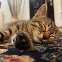 گربه واگذاری رایگان ۲ ماه و ۲۰ روز