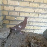 نروماده منز|پرنده|شیراز, زرهی|دیوار