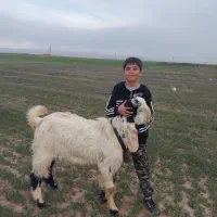 دامداری همدان بهترین دام دوقلو زا