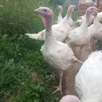 گوشت بوقلمون