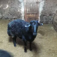 قوچ قره قزل جوان