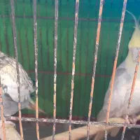 دو عدد عروس هلندی