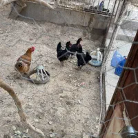 مرغ و خروس|حیوانات مزرعه|سنگان, |دیوار