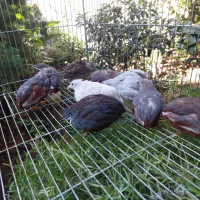 بلدرچین مینیاتوری|پرنده|قائم‌شهر, |دیوار