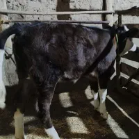 گوساله گاو سیمینتال|حیوانات مزرعه|تکاب, |دیوار