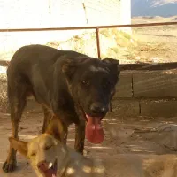 فروش سگ|سگ|ایذه, |دیوار