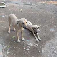 سگ جوان چهار ماهه نر و ماده|سگ|دزفول, |دیوار