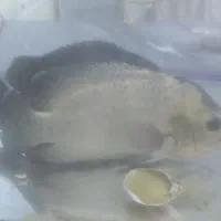 ماهی و آکواریوم