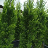 کاج لاوسون سرطلایی|خدمات باغبانی و درختکاری|عباس‌آباد, |دیوار