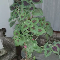نخل مرداب|گل و گیاه طبیعی|پردیس, فاز ۱|دیوار