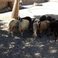 ۱۱راس بره ماده افشاری نژاد دار
