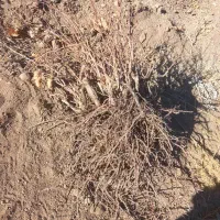 نهال انگور|گل و گیاه طبیعی|کرمان, |دیوار