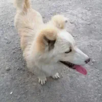 گمشده + مژدگانی