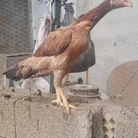 مرغ لاری