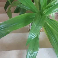 گل طبیعی|گل و گیاه طبیعی|مرودشت, رامجرد یک|دیوار