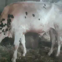 گاو نر دورگ