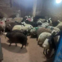 شبان روزی دام زنده گوسفند زنده باباسکول دیجیتال