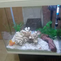 آکواریوم|ماهی|ایلام, |دیوار